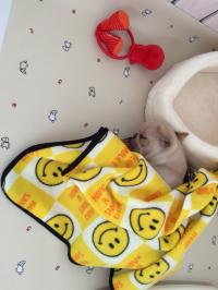 フレンチブルドック