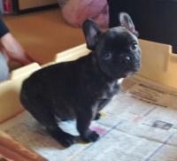 フレンチブルドック