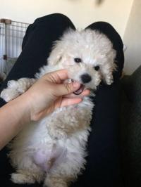 トイプードル