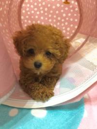 トイプードル