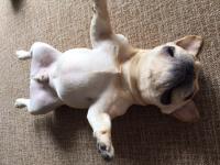 フレンチブルドック