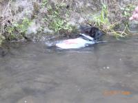 フレンチブルドック