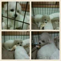 ビションフリーゼ