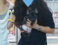 フレンチブルドック