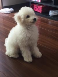 トイプードル