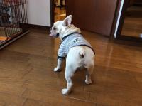 フレンチブルドック