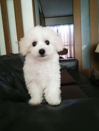 ビションフリーゼ