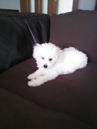 ビションフリーゼ