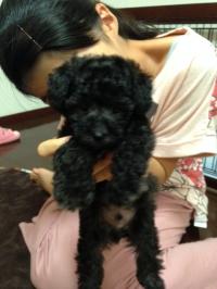 トイプードル