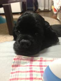 アメリカン・コッカースパニエル