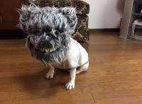 フレンチブルドック