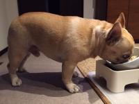 フレンチブルドック