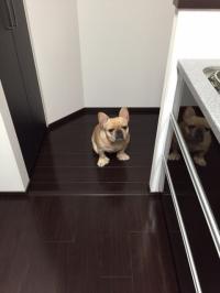 フレンチブルドック