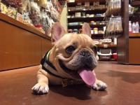 フレンチブルドック