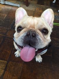 フレンチブルドック