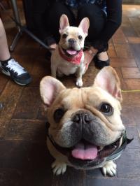 フレンチブルドック