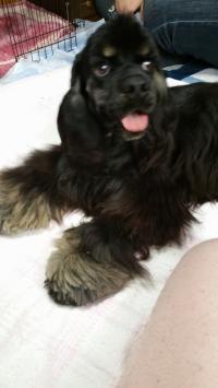 アメリカン・コッカースパニエル