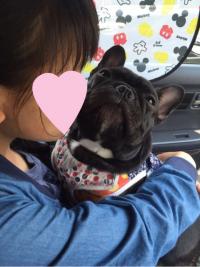 フレンチブルドック