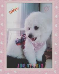 ビションフリーゼ