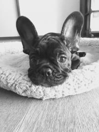 フレンチブルドック