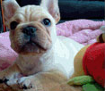 フレンチブルドック