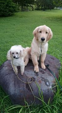 ゴールデンレトリバー