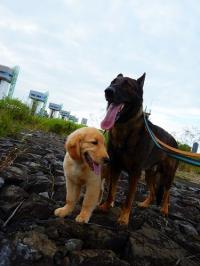 ゴールデンレトリバー