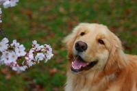 ゴールデンレトリバー