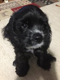 アメリカン・コッカースパニエル