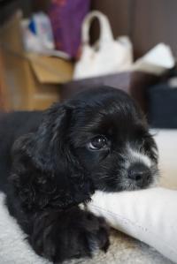 アメリカン・コッカースパニエル