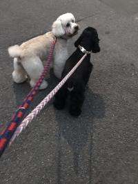 アメリカン・コッカースパニエル