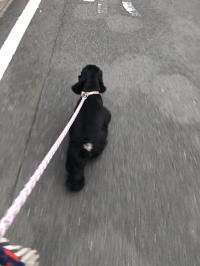 アメリカン・コッカースパニエル