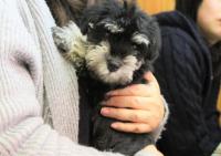 ミニチュアシュナウザー