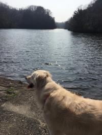 ゴールデンレトリバー