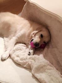 ゴールデンレトリバー