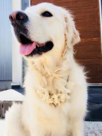 ゴールデンレトリバー