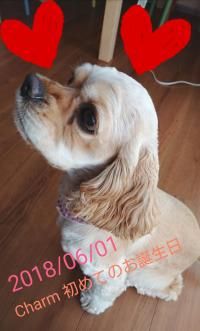 アメリカン・コッカースパニエル