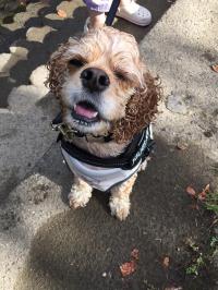 アメリカン・コッカースパニエル