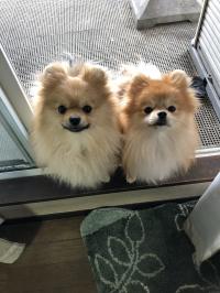 ポメラニアン
