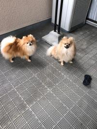 ポメラニアン