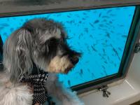 ミニチュアシュナウザー