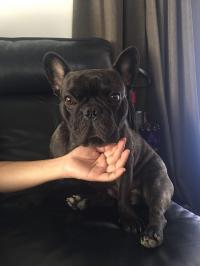 フレンチブルドック