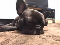 フレンチブルドック