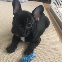 フレンチブルドック