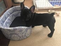 フレンチブルドック