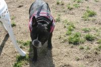 フレンチブルドック