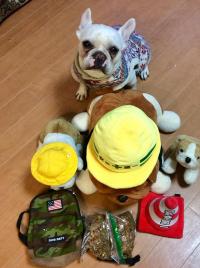 フレンチブルドック