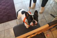 フレンチブルドック