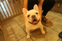 フレンチブルドック