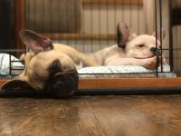 フレンチブルドック